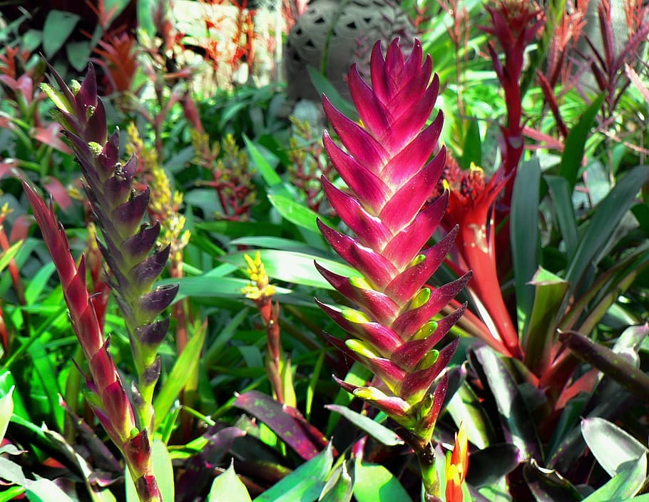 ecuador, jengibre rojo, flor tropical, exótica, botánica, alpinia purpurata, planta, crecimiento, parte de la planta, hoja