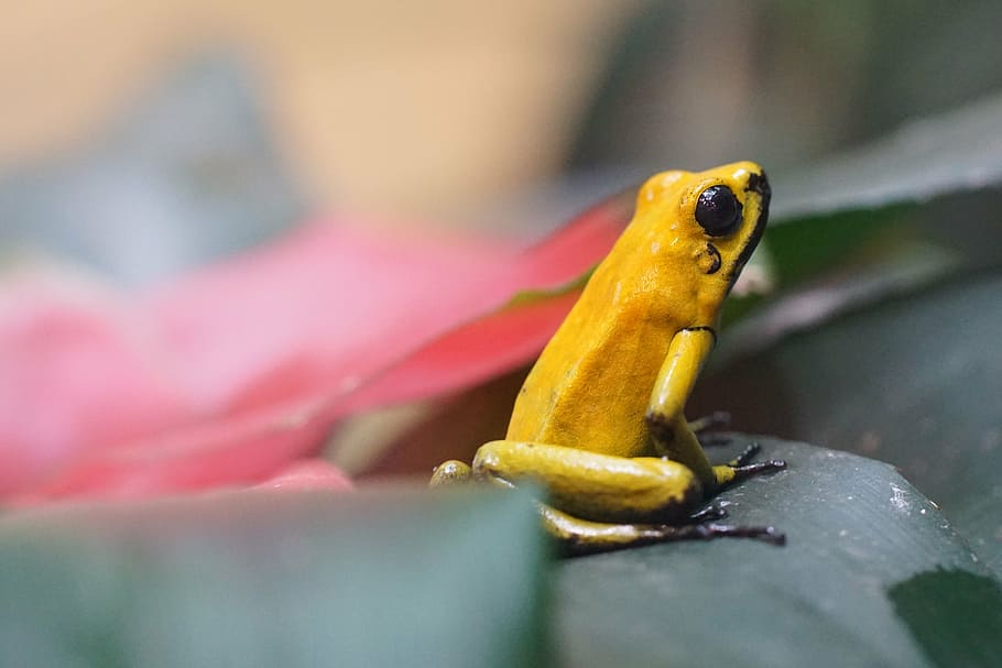 frog, small, golden poison dart frog, animal wildlife, one animal, animals in the wild, close-up, yellow, selective focus, animal body part