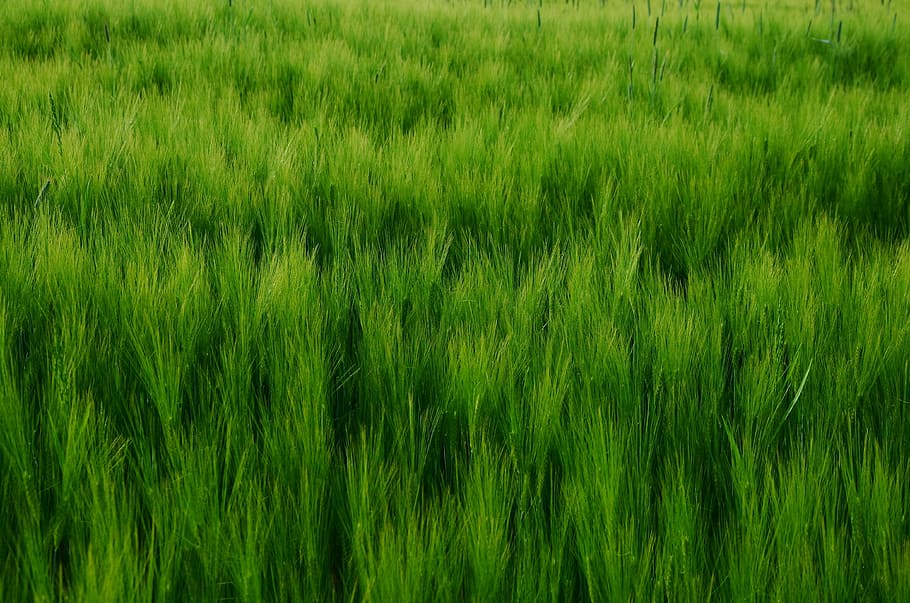 Cereals, Cornfield, Barley, Field, barley field, grow, green, mature, agriculture, spike