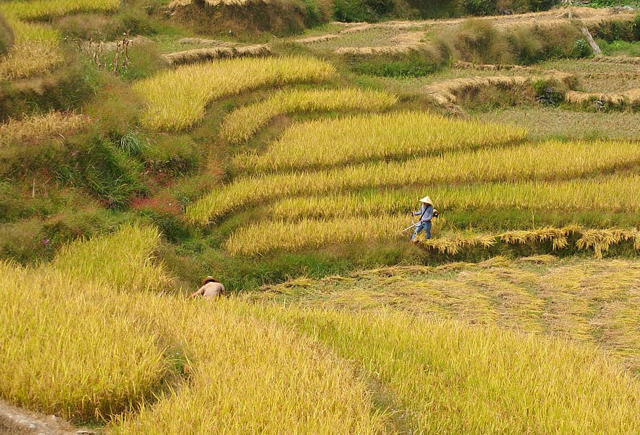 arroz, colheita, culturas, agricultura, campo, fazenda, terras agrícolas, outono, ouro, meio ambiente
