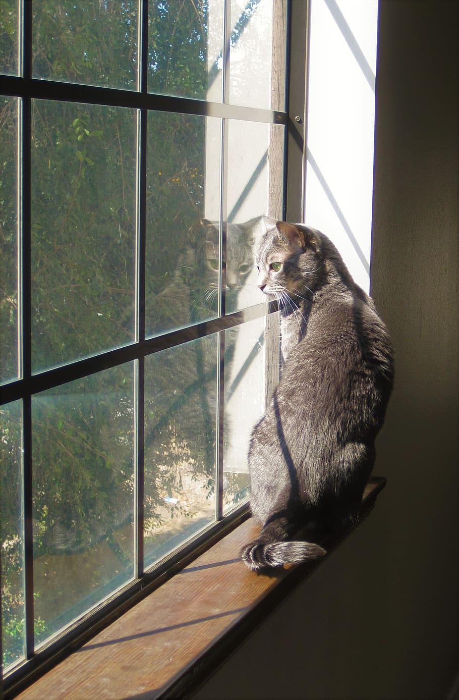 cat, window, pane, reflection, grey, green, cute, animal, house, fluffy