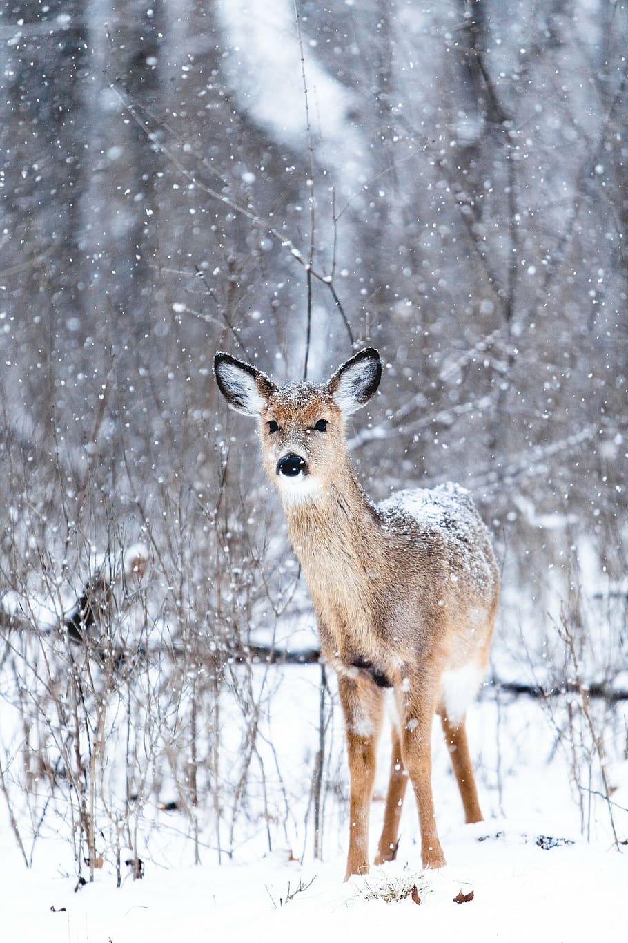 brown, deer, snowfield, winter, snow, white, cold, weather, ice, trees