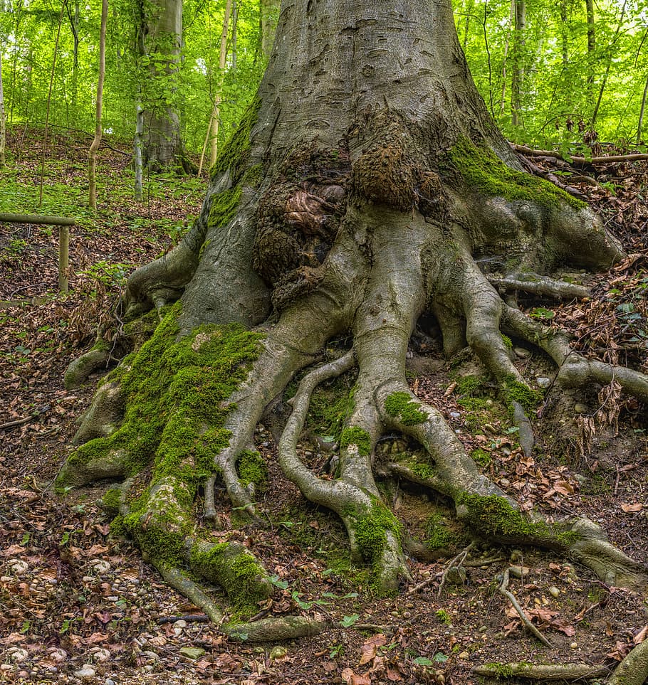 gray tree roots, Root, Tree, Forest, Nature, Moss, Log, green, tree root, old