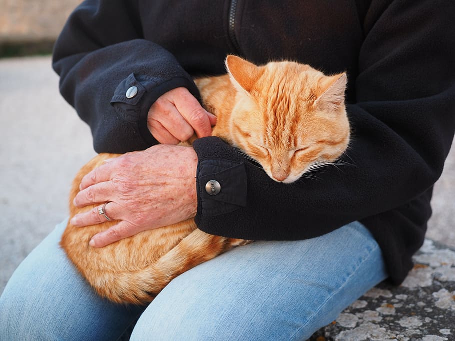 orang, membawa, oranye, kucing, merah, kucing merah, kucing tenggiri merah, sayang, perawatan penuh kasih sayang, belaian