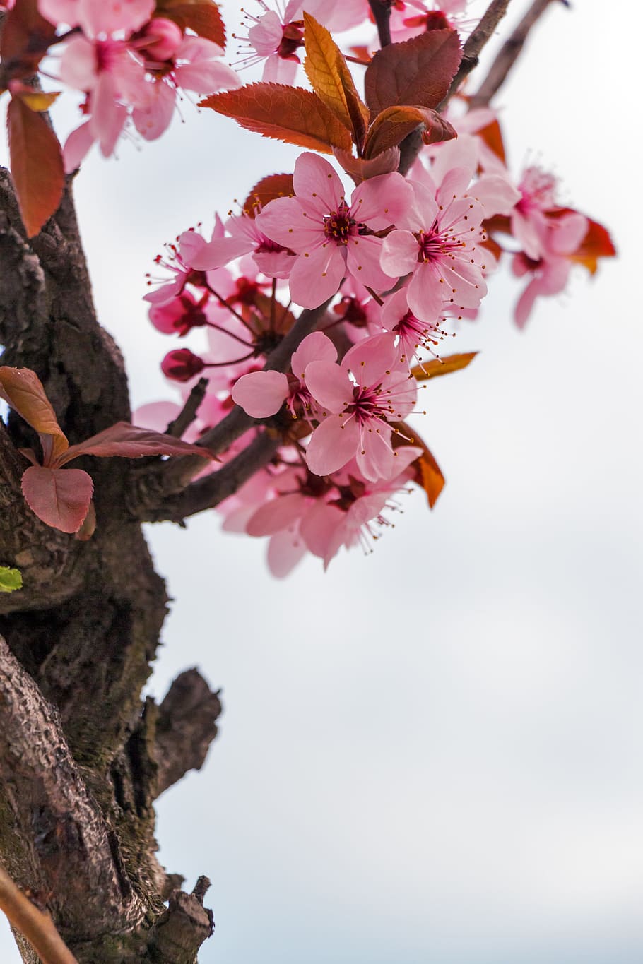 選択的, フォーカス写真, ピンク, 桜, 花, マンデュラヴィラーグ, アーモンド, 春, 春の花, 日本の桜