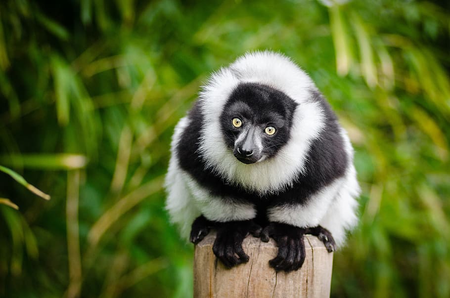 animal on pole, lemur, madagascar, primate, funny, curious, portrait, mammal, black and white fur, fauna