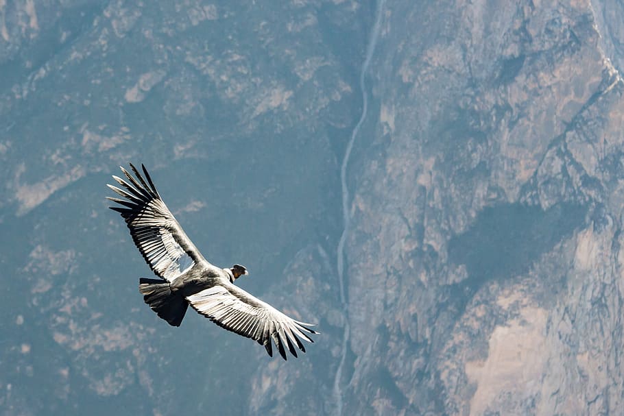 condor, peru, andean condor, bird, from above, raptor, south america, andes, flying, animals in the wild