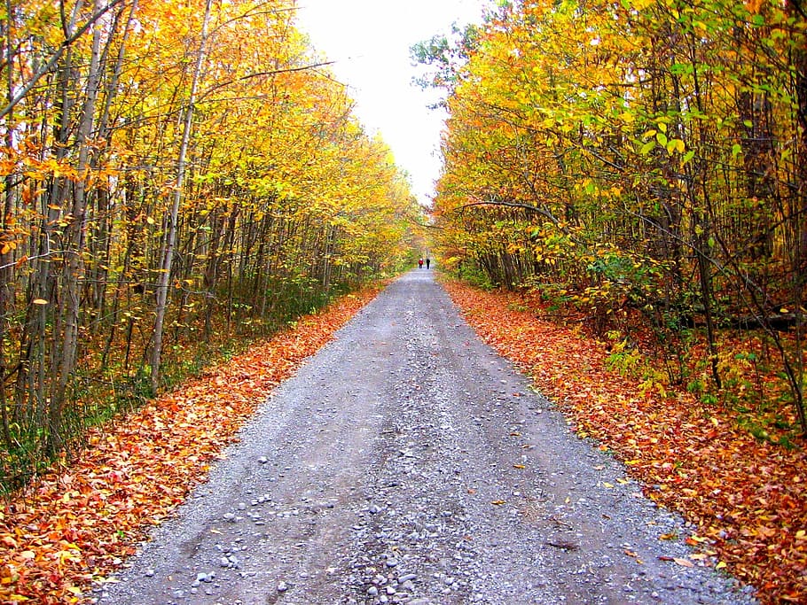 otoño, colores, dorado, colorido, hojas, bosque, camino, cambio, el camino a seguir, dirección