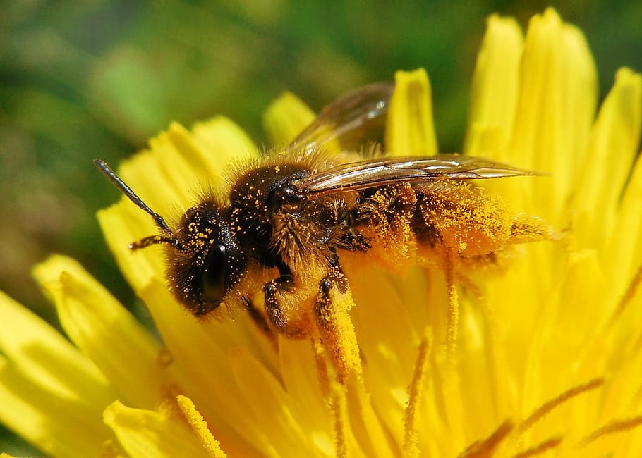 bee, dandelion, pollen, summer, insect, animal themes, flower, animal, animal wildlife, invertebrate