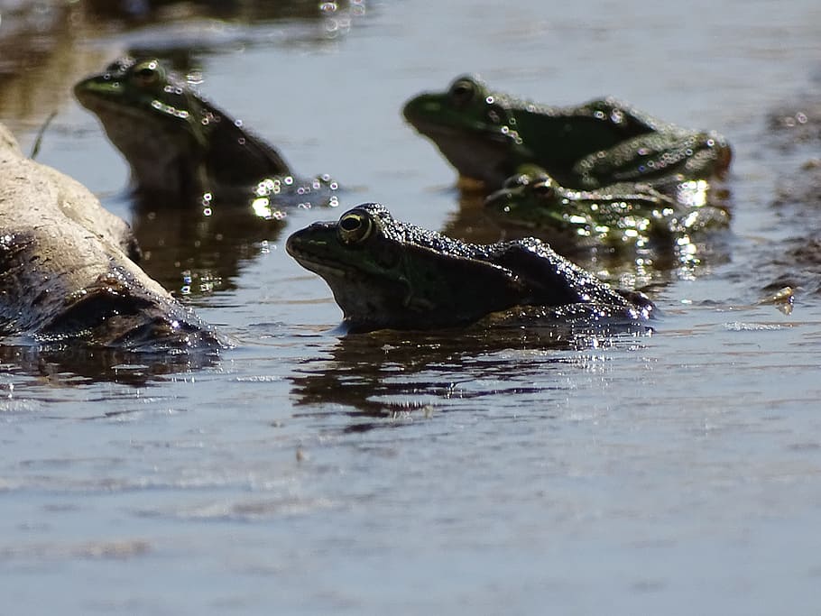 カエル 水中のカエル 浜辺のカエル 水 動物野生動物 動物テーマ 動物 野生動物 湖 脊椎動物 Pxfuel