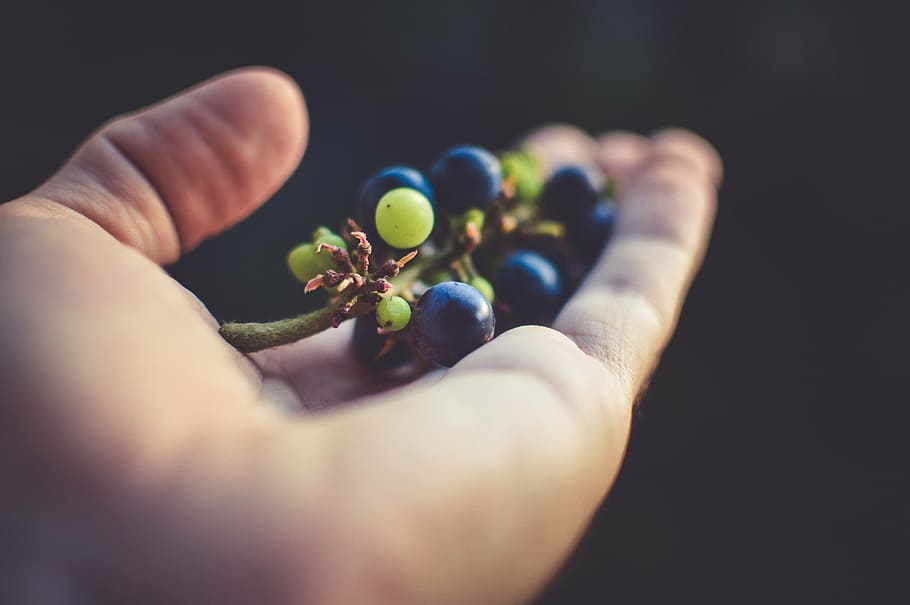 orang, memegang, cluster anggur, blueberry, anggur, buah-buahan, makanan, tangan, telapak tangan, bagian tubuh manusia