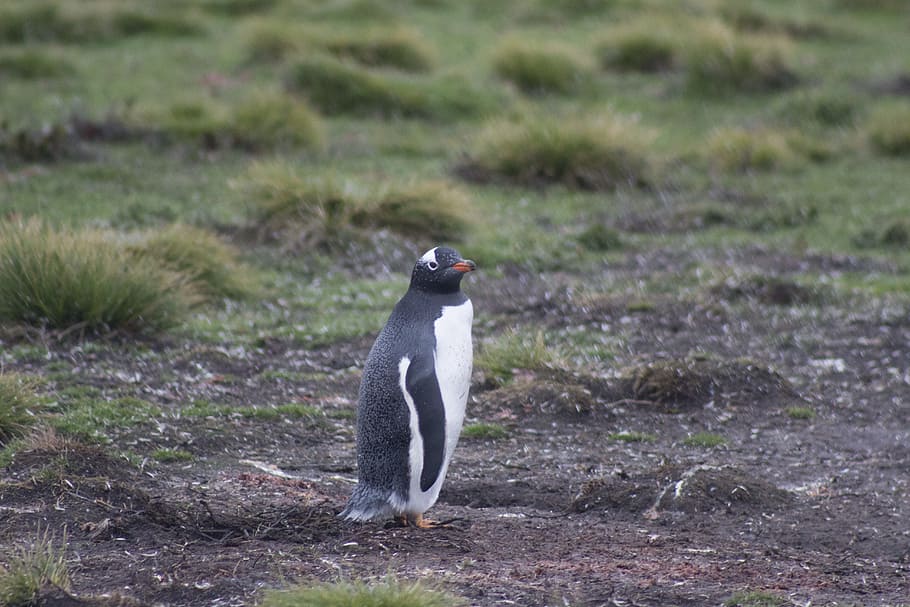 gentoo penguin, penguin, falkland islands, wildlife, falkland, feather, islands, aquatic, animal wildlife, animals in the wild