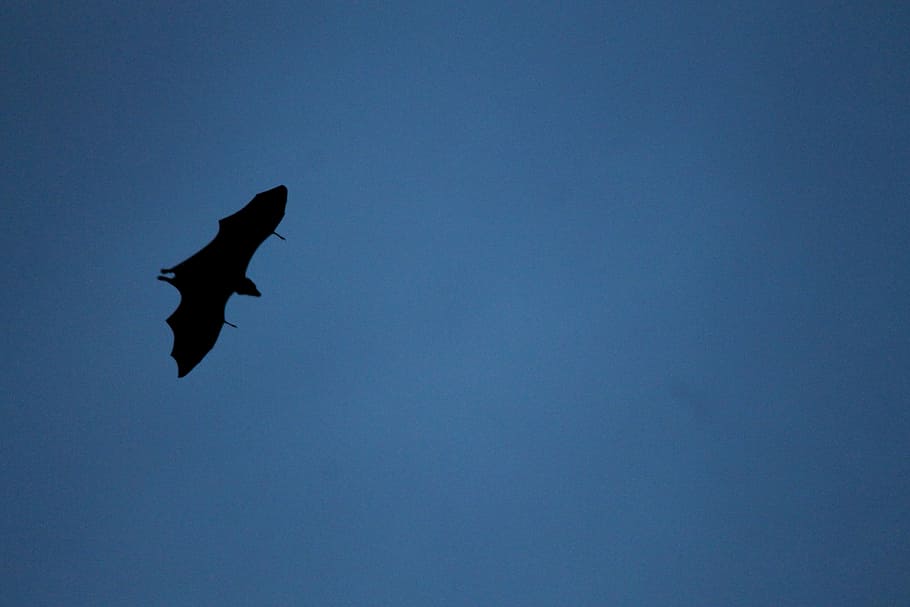 Bat, Fly, Migrating, Flying, Wildlife, bat, fly, high fly, blue sky, gampola, bird