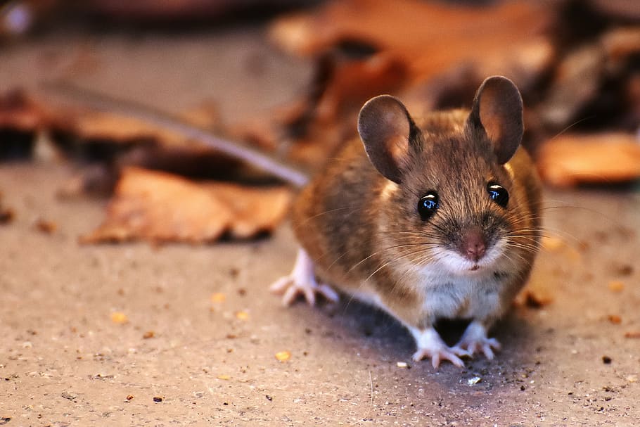 gray mice, wood mouse, nager, cute, small, brown, mouse, nature, mammal, fur