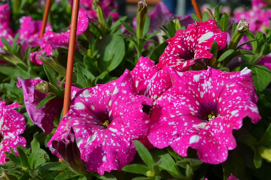 plant, flower, floral, nature, garden, petunia, hanging basket, pink, flowering plant, beauty in nature
