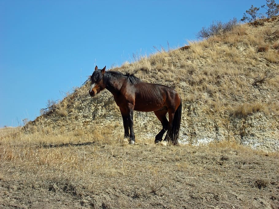 feral horse, wild, walking, panorama, landscape, range, herd, wildlife, animals, animal