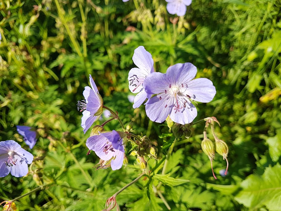 flower, chicory, blue flower, cute, moscow, russia, park, summer, flora, succory