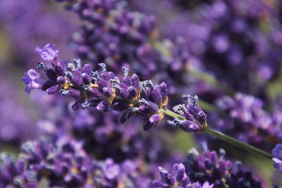 the lavender flower, violet, inflorescence, provence, the smell of, plant, fragrant, aromatic, lavendula, aroma