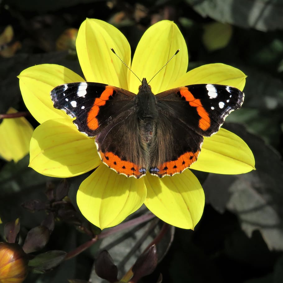 red, admiral, butterfly, yellow, flower, petals, garden, insect, invertebrate, animal wildlife