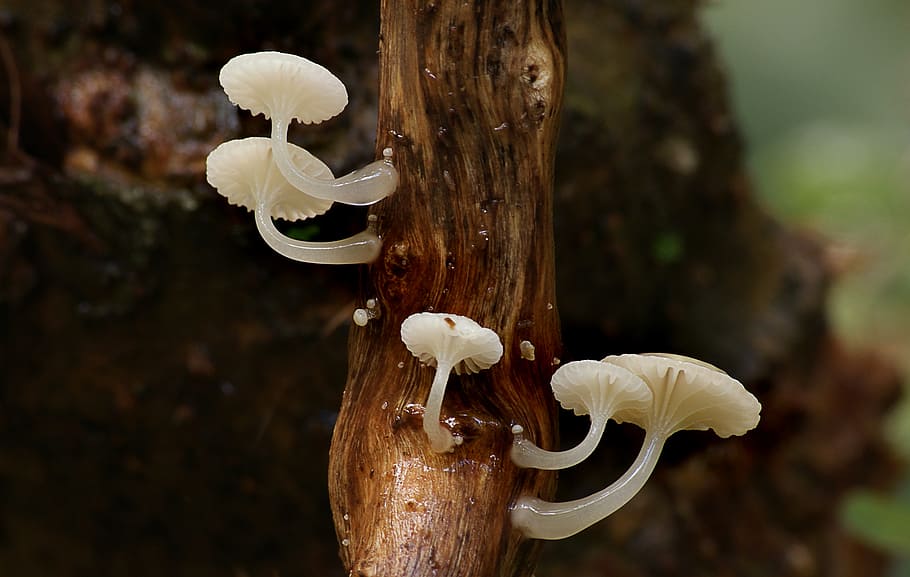 Oudemansiella, cogumelo branco, fungo, cogumelo, planta, foco em primeiro plano, cor branca, flor, ninguém, frescura