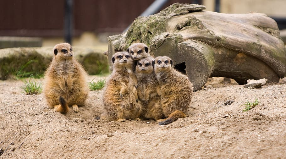 group, meerkats, standing, driftwood, meerkat, family, odd, one, huddled, close