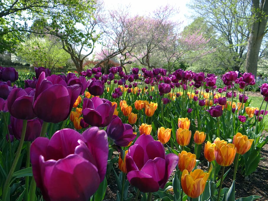 tulips bloom, foster, park, Tulips, bloom, Indiana, flowers, foster park, garden, public domain