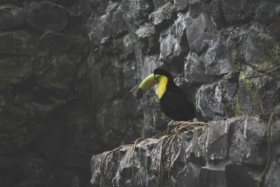 black, green, yellow, toucan, perched, cliff, bird, beak, feather, animal