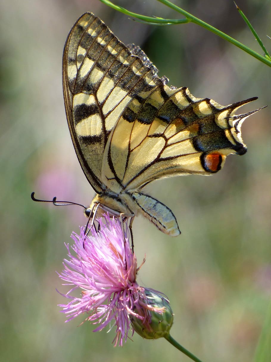 machaon, papilio machaon, Papilio Machaon, machaon, butterfly queen, libar, beauty, wild flower, insect, flower, focus on foreground