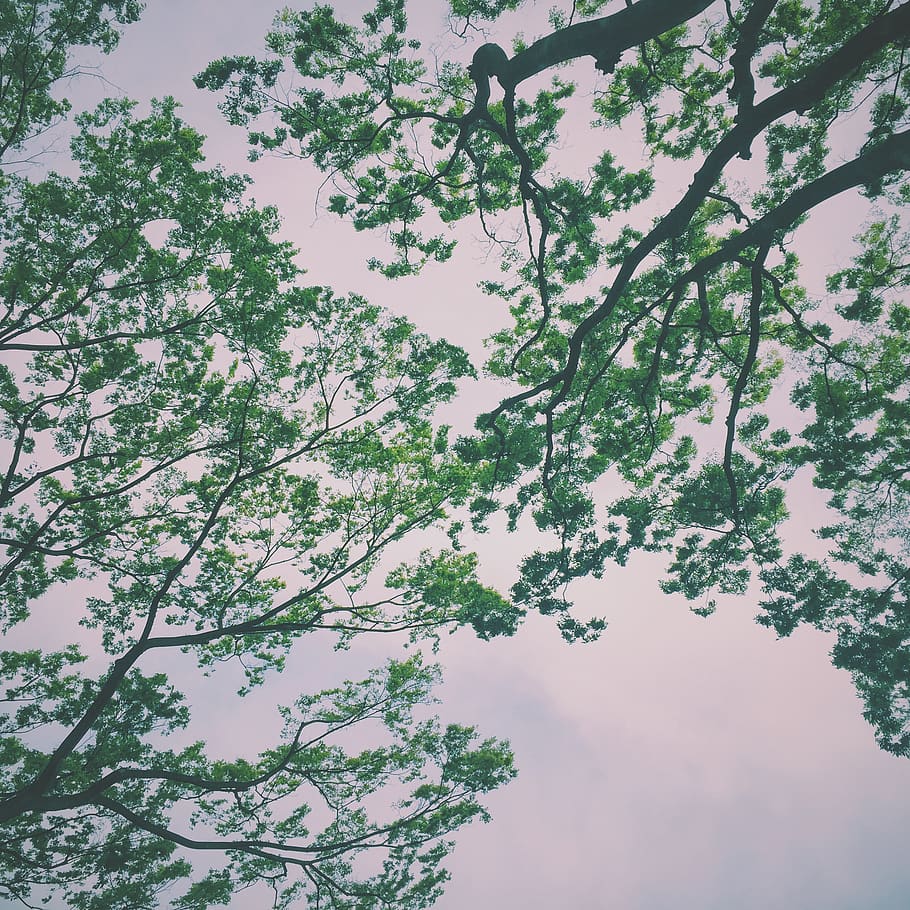 cloud, sky, green, trees, branch, nature, plants, plant, tree, low angle view