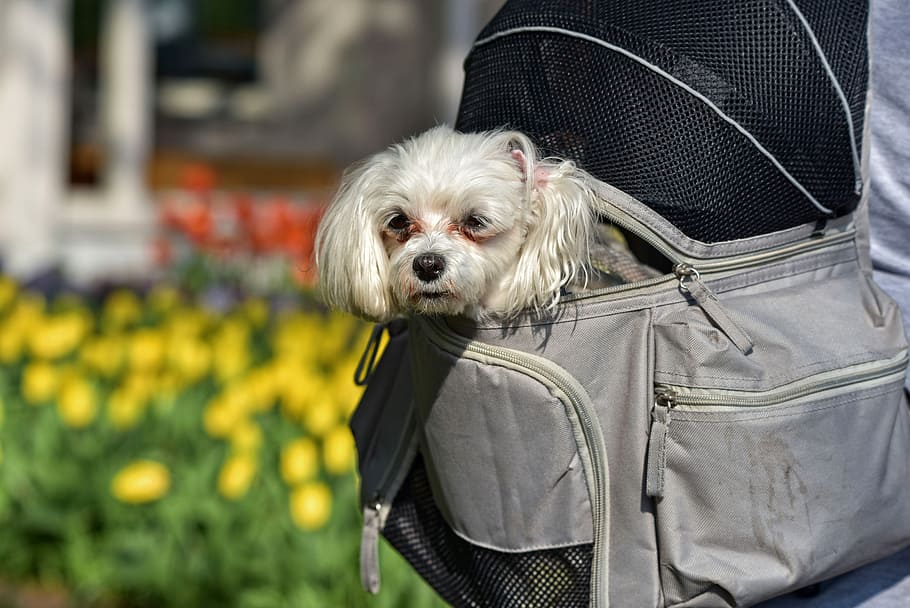 long-coated, white, puppy, inside, gray, pet carrier bag, little dog, dog, animal, mammal