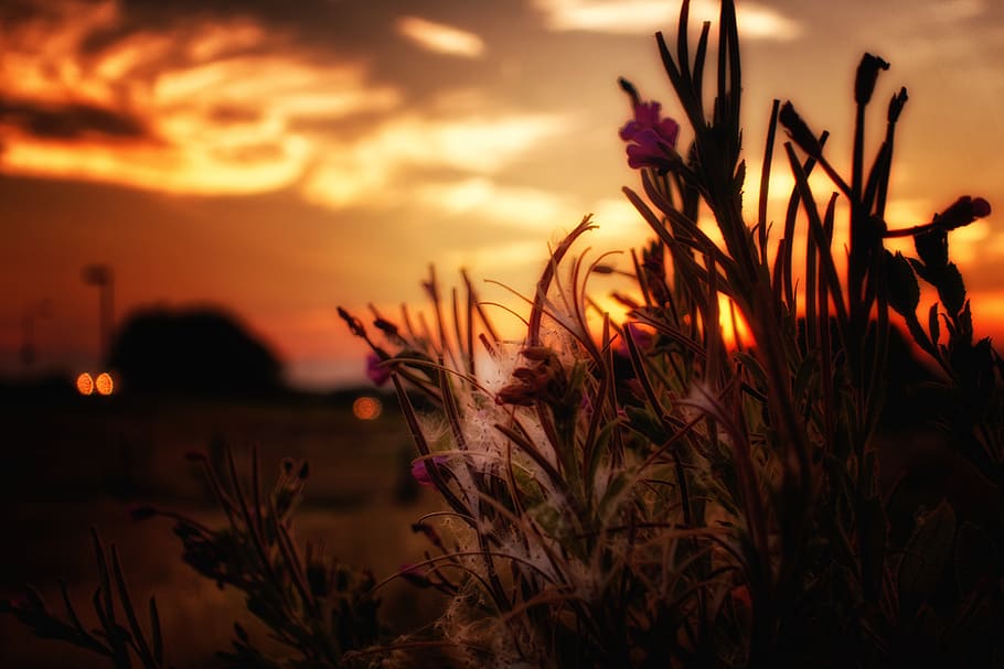 Flowers, Fluff, And, low, angle, photography, grass, field, golden, hour