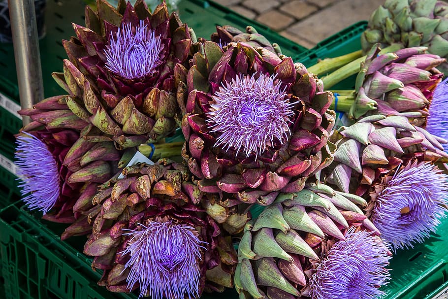 артишок, овощи, цветок артишока, цвести, местный рынок фермеров, еда, цветок, свежесть, цветущее растение, фиолетовый