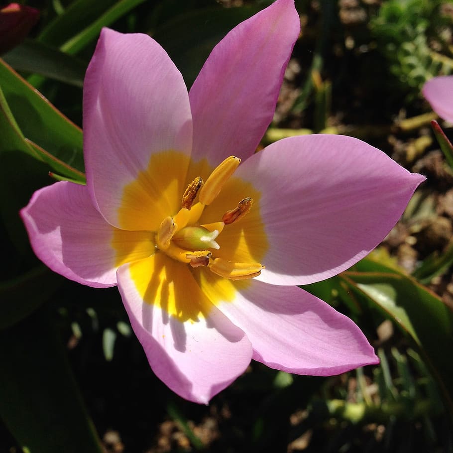 pink, yellow, flower, tulip, tulipa saxatilis, spring, flowering plant, petal, fragility, vulnerability