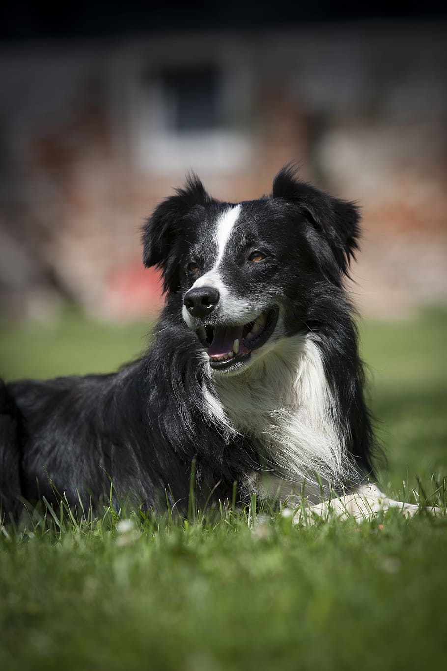 selective, focus photography, adult, black, white, boarder collie, lying, grass ground, dog, bitch