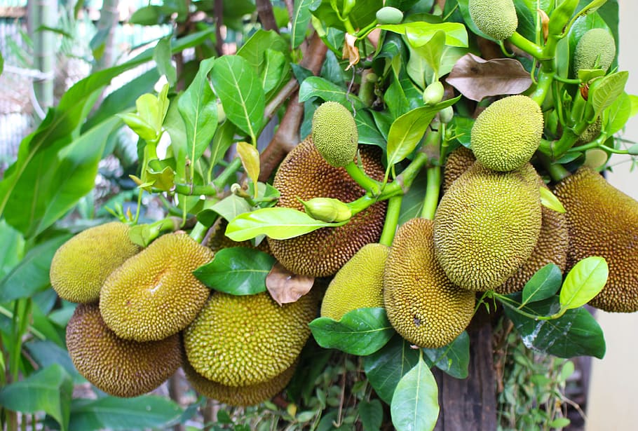 Durian, Frutas, Tailândia, Doce, Comida, fresca, natureza, orgânico, sobremesa, tropical