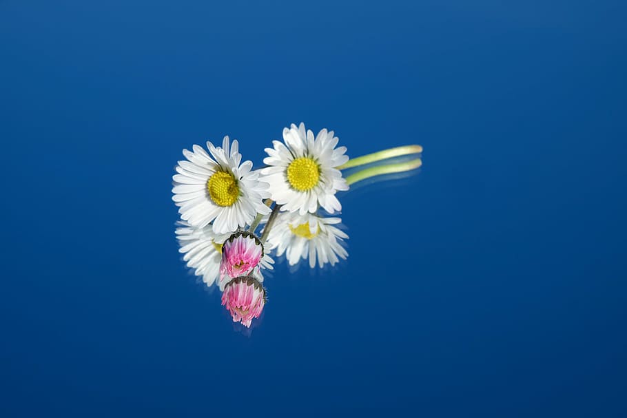 reflective, photography, flowers, blue, surface, daisy, flower, red, pink, white