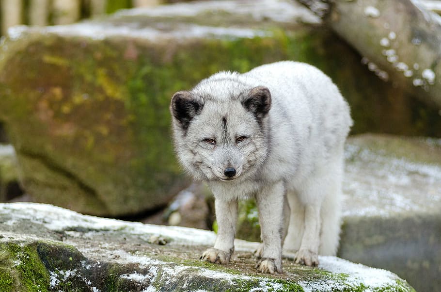 shallow, focus photography, white, wolf, brown, rock, daytime, arctic fox, fur, animal