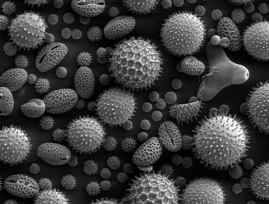 grayscale photography, corals, pollen, microscope, electron microscope, scan, plants, large group of objects, biology, magnification