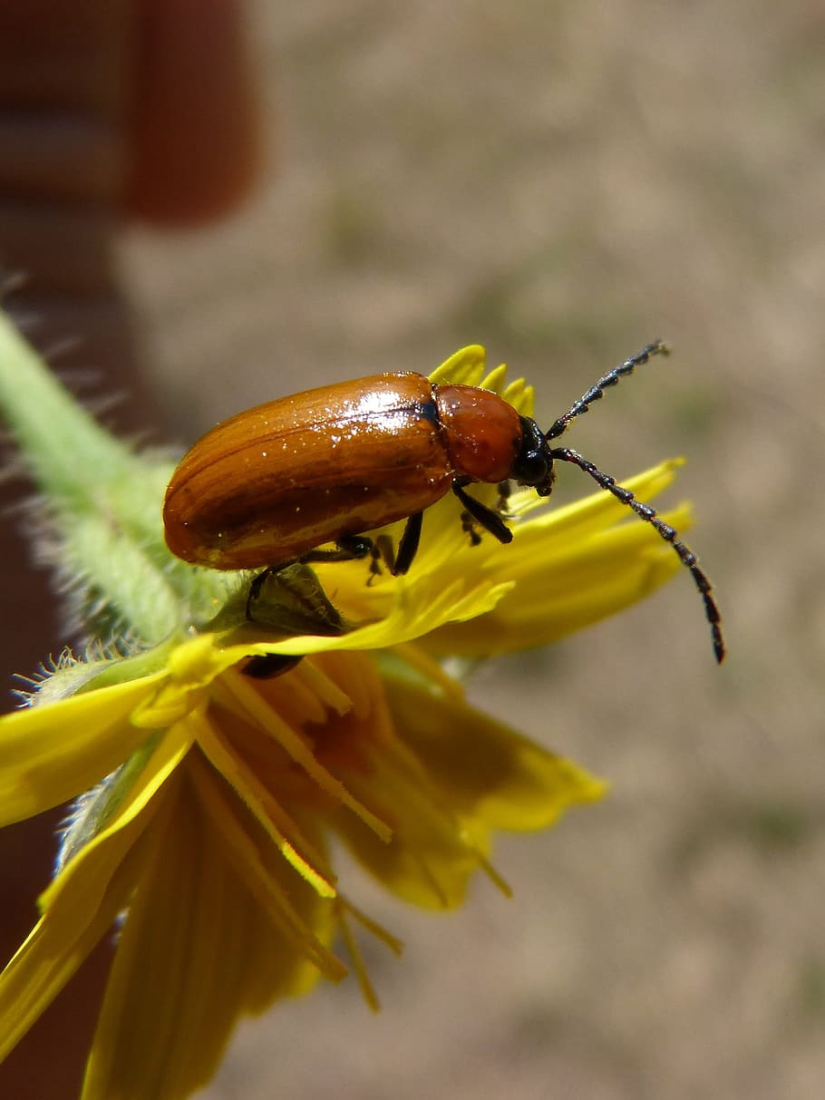 Kumbang kumbang, Kumbang, Diptera, Jeruk, kumbang jeruk, dandelion, antena, serangga, satu hewan, satwa liar