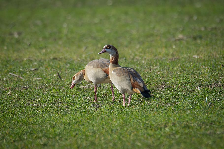 Goose, Field, Water Bird, Bird, Bird, nilgans, bird, plumage, alopochen aegyptiacus, colorful, wild goose