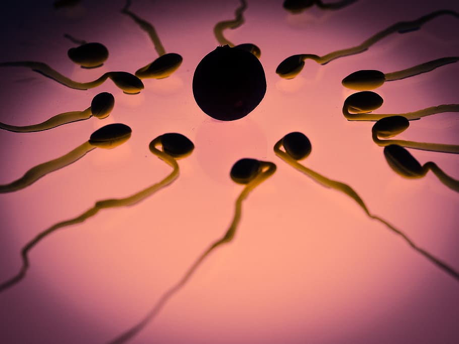 sperma, telur, pembuahan, sel seks, pemenang, kompetisi, air mani, bakal biji, terbaik, pelari depan