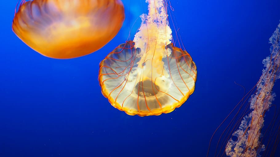 three, yellow, jelly fish, clear, blue, water, jellyfish, underwater, animal, ocean