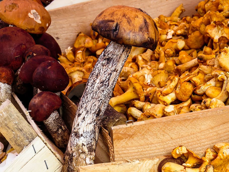 brown mushroom, mushrooms, food mushrooms, mushroom, eat, forest, cep, collect, market, sell