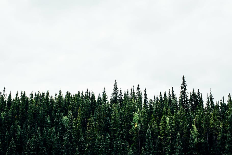 green, pine trees, white, clouds, daytime, trees, plant, nature, forest, sky