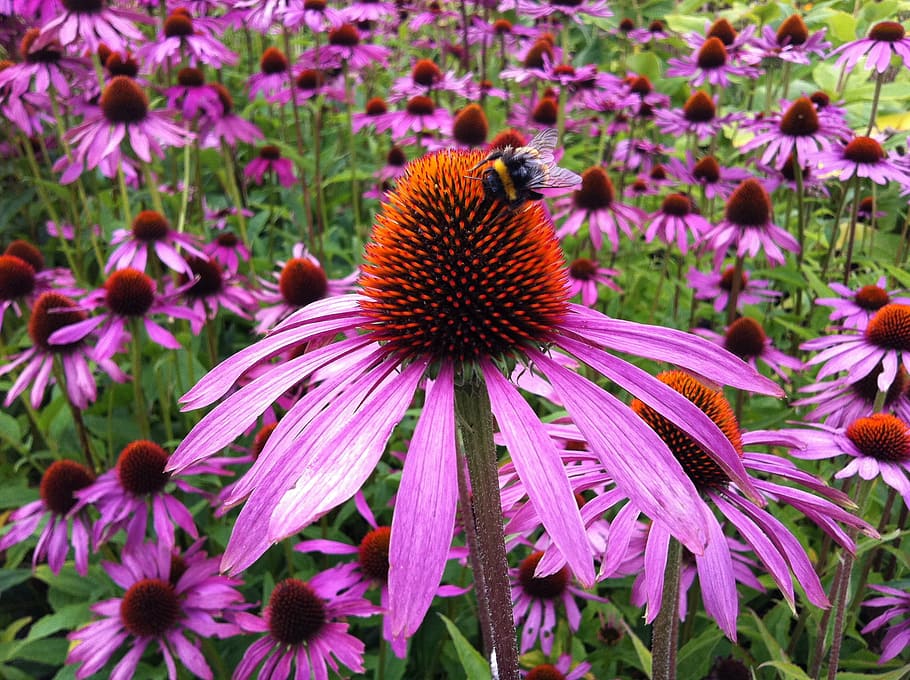 kumbang, bertengger lebah, merah, merah muda, bunga petaled, siang hari, echinacea, bunga, coneflower, alam