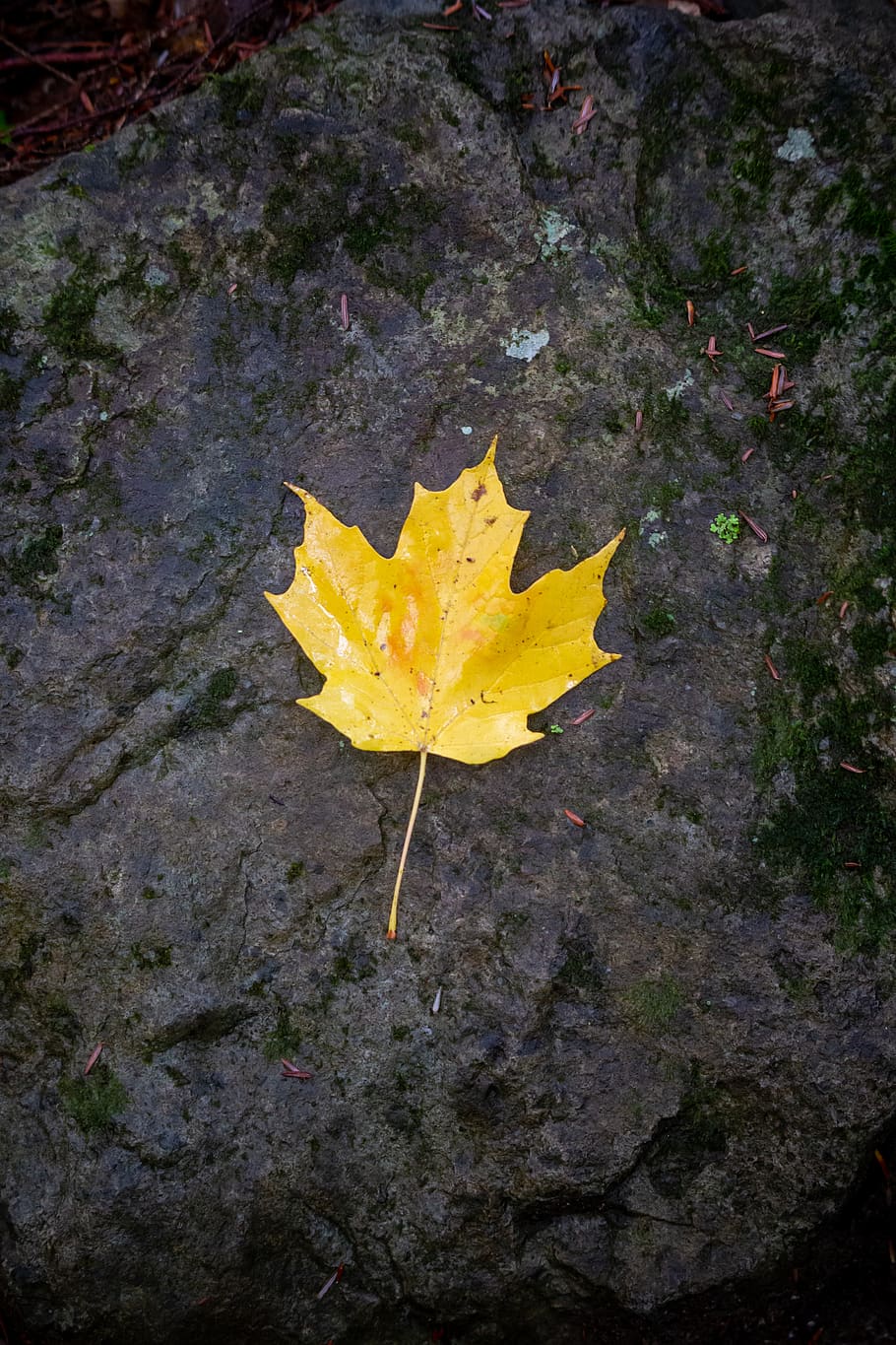 lone, autumn, leaf, fall, foliage, trees, wet, nature, outdoors, hiking