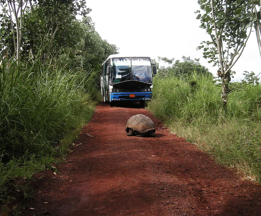 turtle infront, bus, grass, tortoise, giant, water, road, rocks, island, galapagos