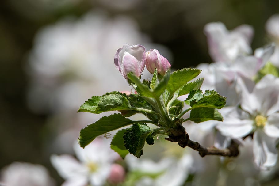 blossom, spring, bloom, branch, apple tree, white, apple blossoms, apple tree flowers, tree, nature