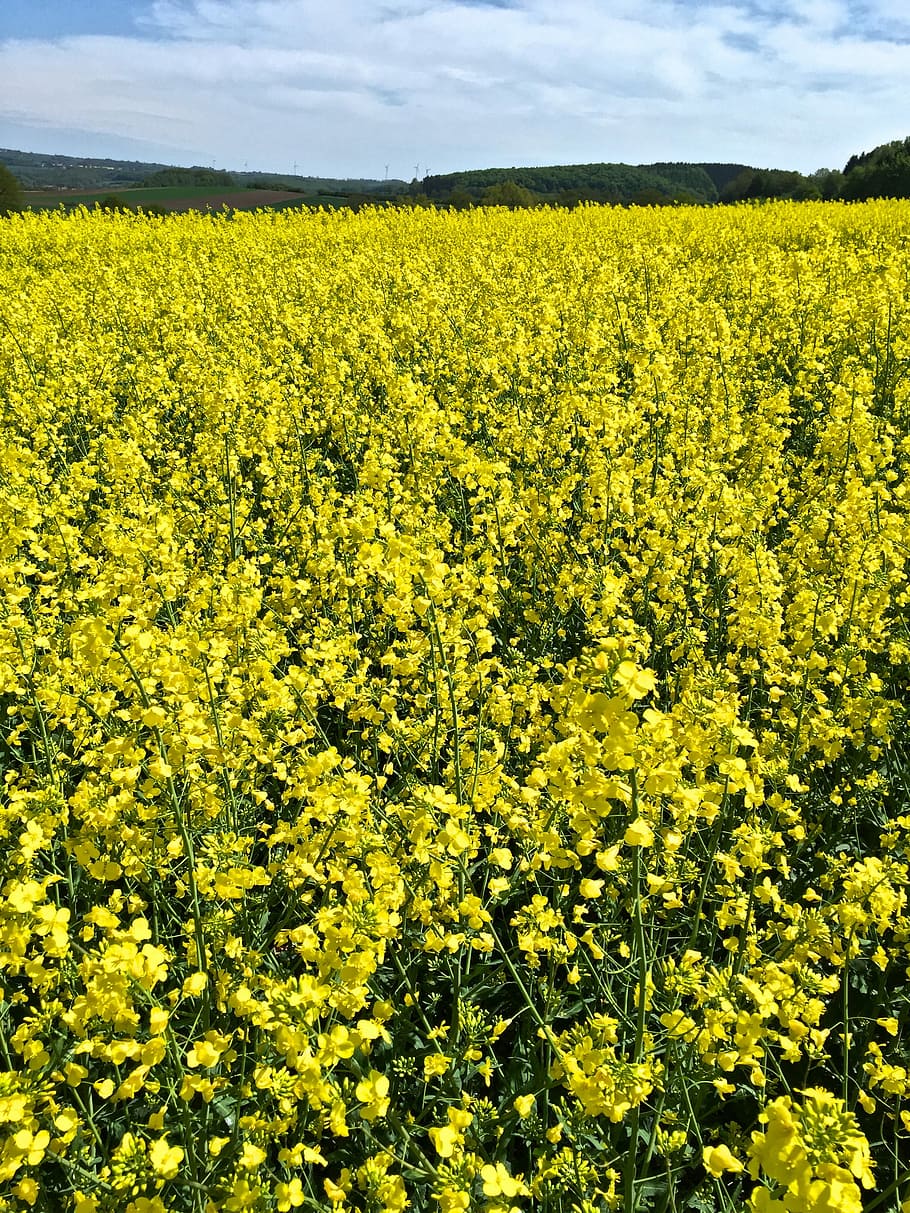 Oilseed Rape, Field, Yellow, field of rapeseeds, blossom, bloom, plant, nature, summer, clouds