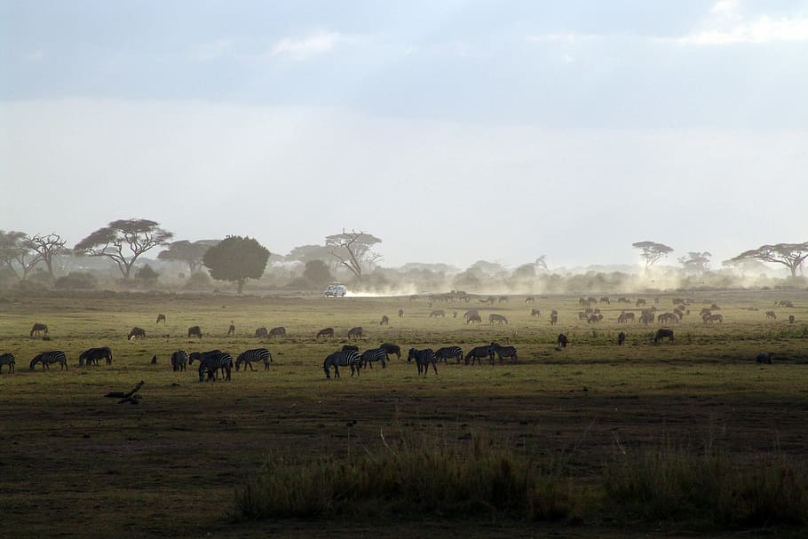 grupo, animales, campo de hierba, safari, kenia, áfrica, parque nacional, naturaleza, mamífero, vida silvestre